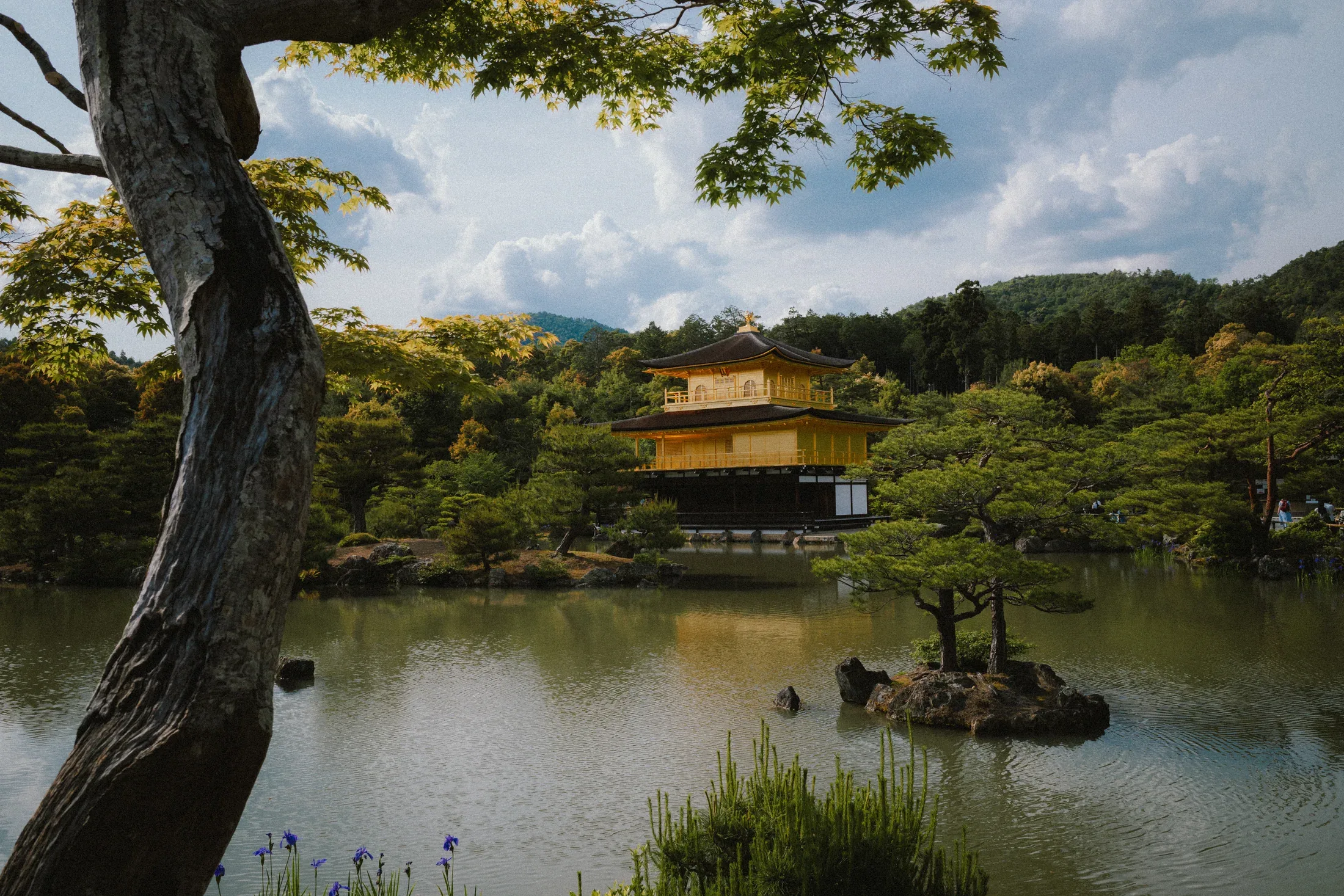 Pond garden with a tree trunk in the foreground and a gold pavilion across the water.